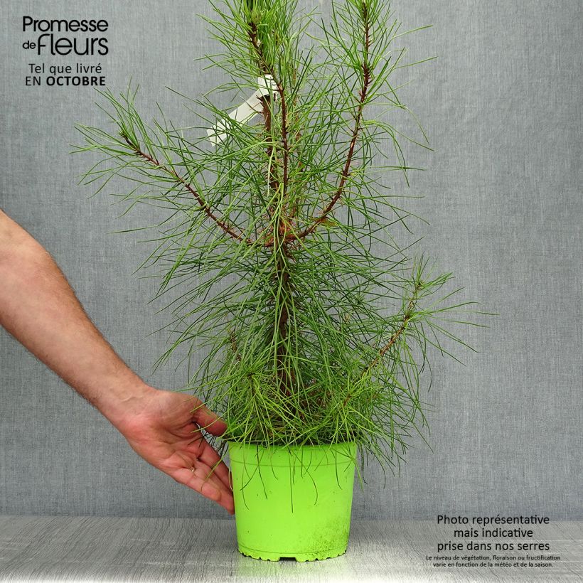 Spécimen de Pinus pinaster - Pin maritime pot de 3L tel que livré en automne