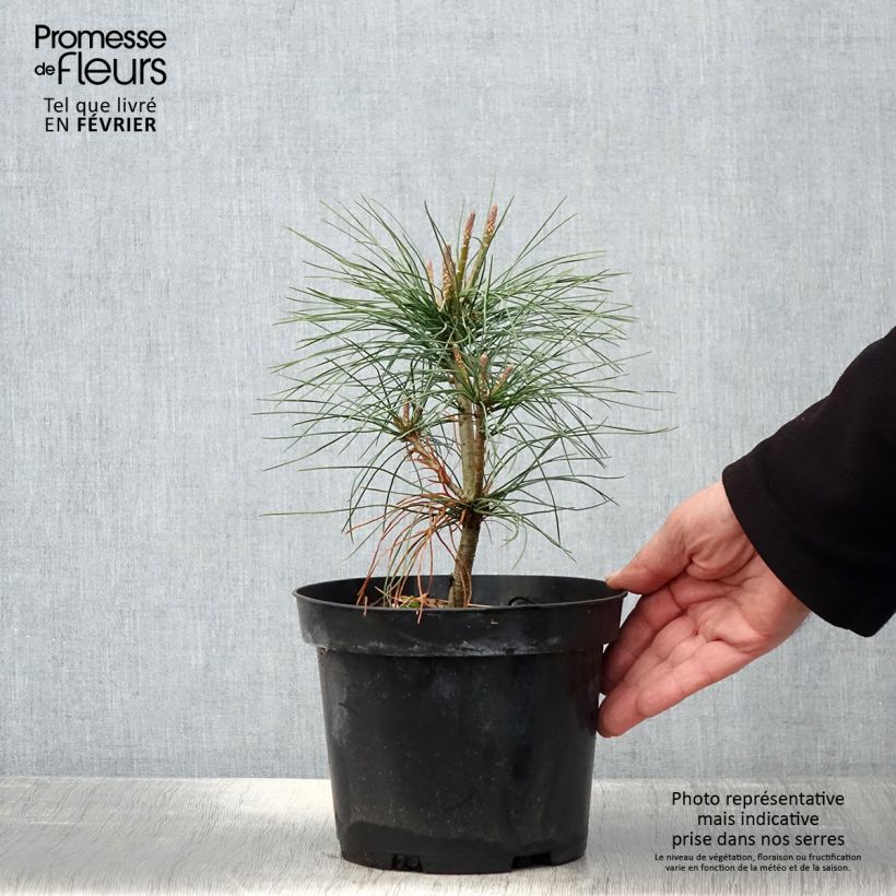 Spécimen de Pinus wallichiana - Pinus griffithii - Pin pleureur de l'Himalaya Pot de 3L/4L tel que livré en hiver