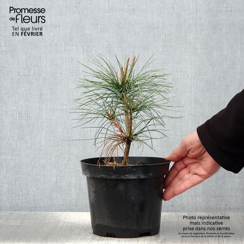 Spécimen de Pinus wallichiana - Pinus griffithii - Pin pleureur de l'Himalaya  tel que livré en hiver