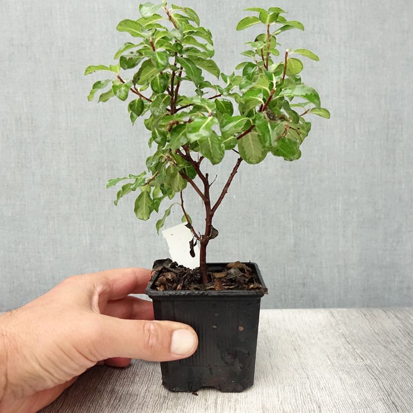 Spécimen de Pittosporum tenuifolium Brin de Soleil - Godet de 8/9 cm tel que livré en été