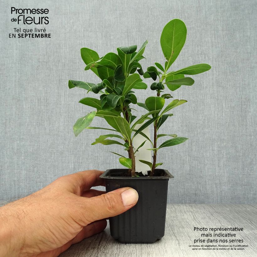 Spécimen de Pittosporum tobira en godet de 9cm - Pittospore du Japon tel que livré en automne