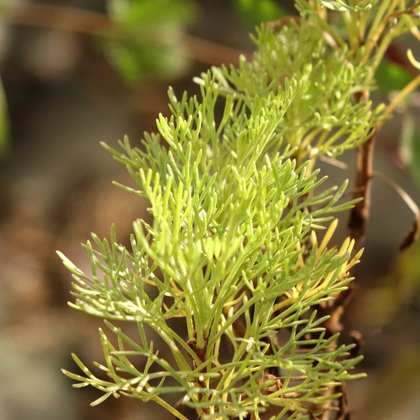 Plante cola - Artemisia abrotanum var.maritima (Feuillage)