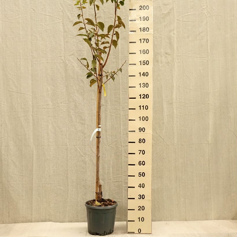 Spécimen de Plaqueminier, Kaki - Diospyros kaki Vanillia Demi-tige en pot de 12l/15l tel que livré en automne