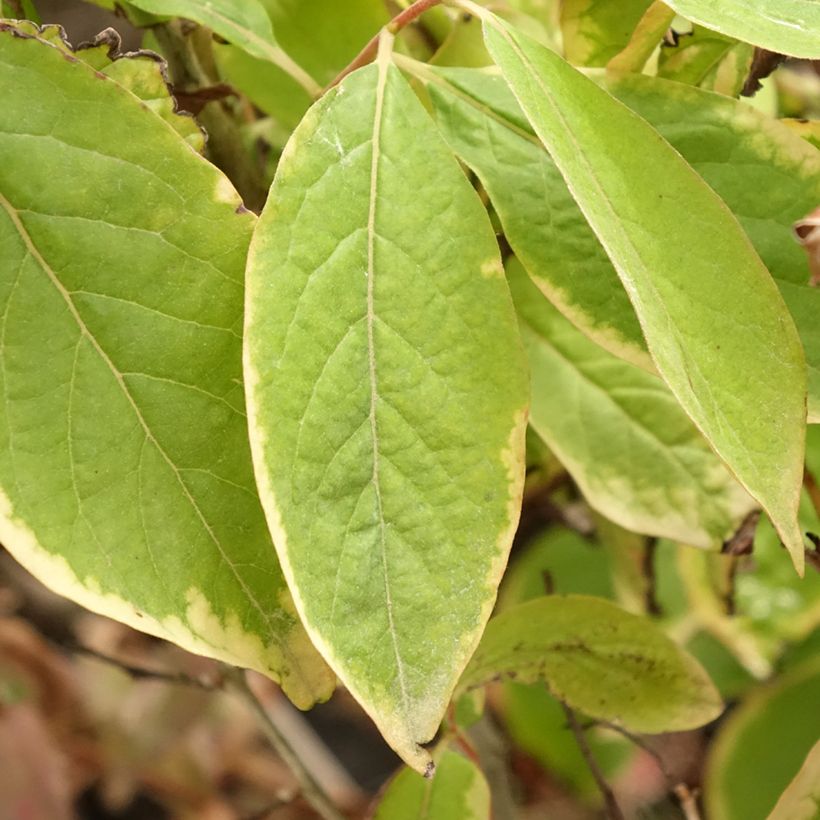 Plaqueminier, Kaki - Diospyros lotus (Feuillage)