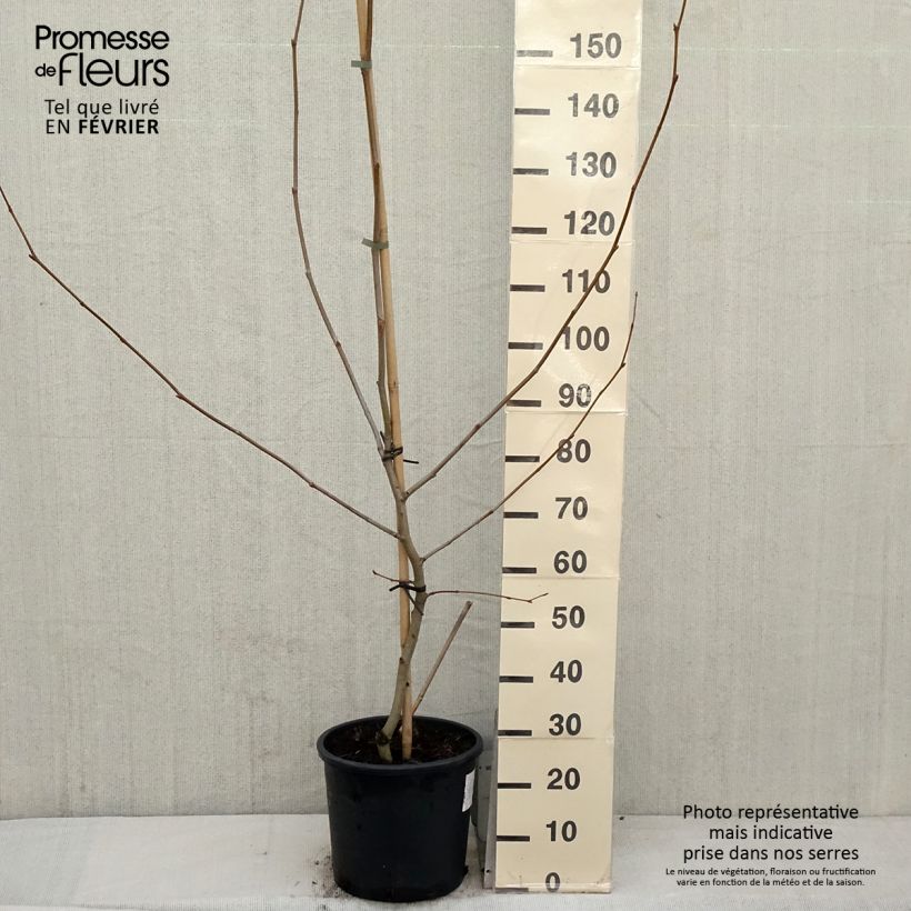 Spécimen de Platanus acerifolia - Platane commun, à feuilles d'érable tel que livré en hiver