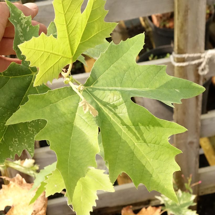 Platanus x hispanica Suttneri - Platane panaché (Feuillage)