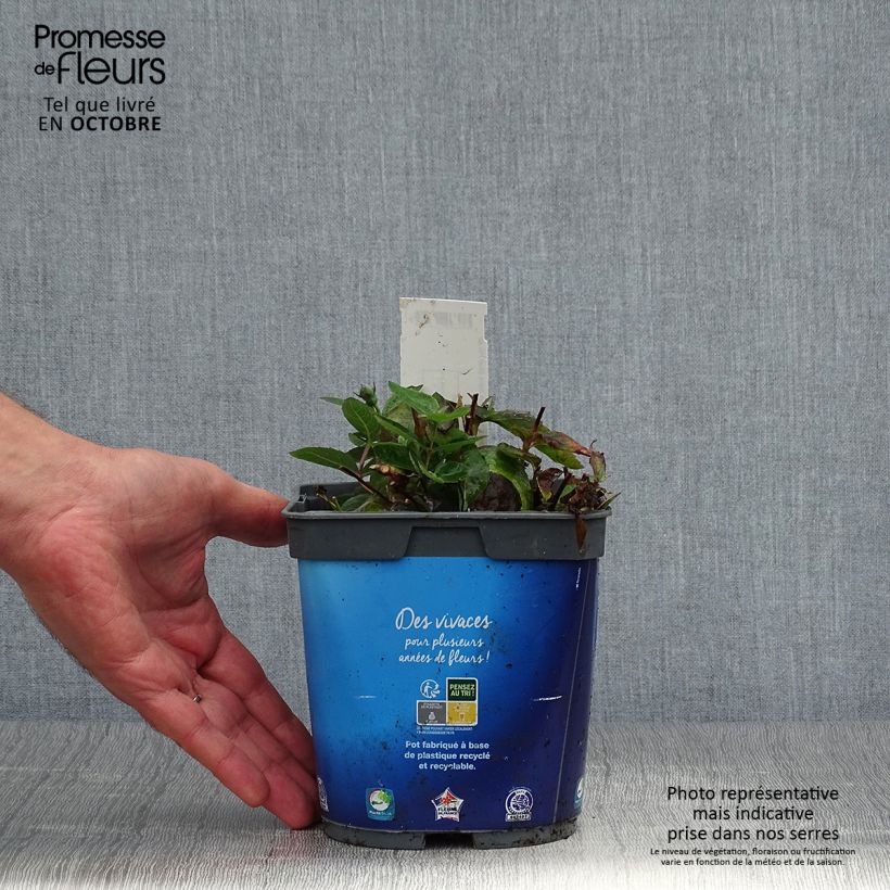 Spécimen de Platycodon grandiflorus Astra Blue Pot de 2L/3L tel que livré en automne