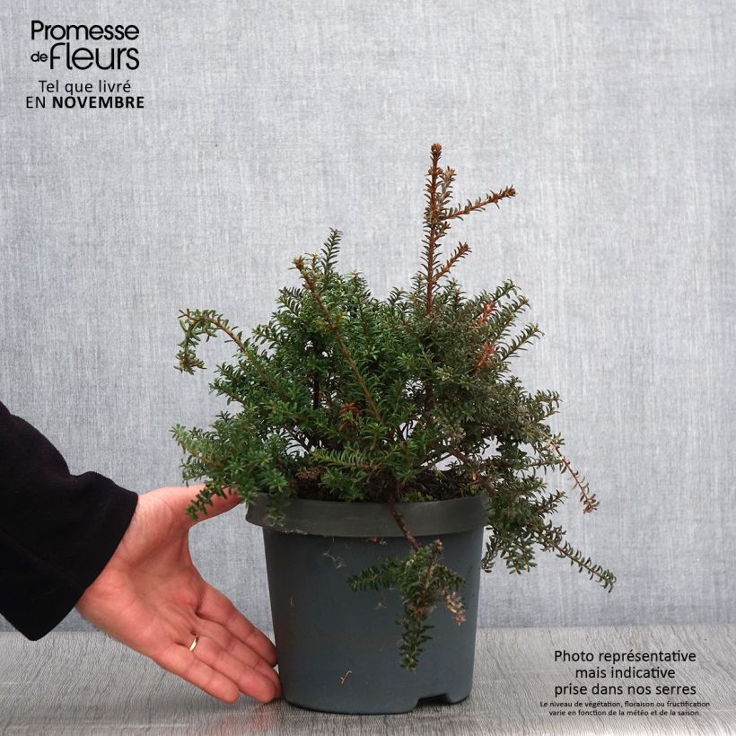 Spécimen de Podocarpus lawrencii Red Tip Pot de 2L/3L tel que livré en automne