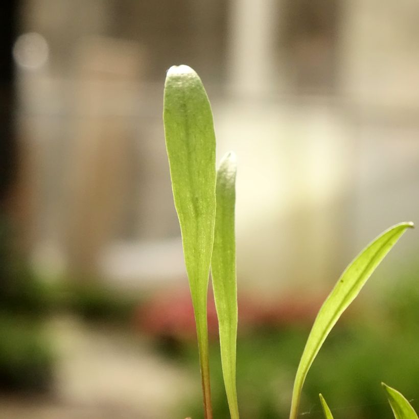 Pogonia ophioglossoides - Pogonie langue-de-serpent (Feuillage)