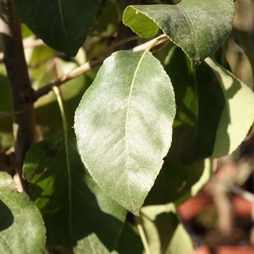 Poirier General Leclerc - Pyrus communis (Feuillage)