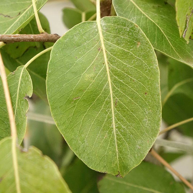 Poirier Jeanne d’Arc - Pyrus communis (Feuillage)