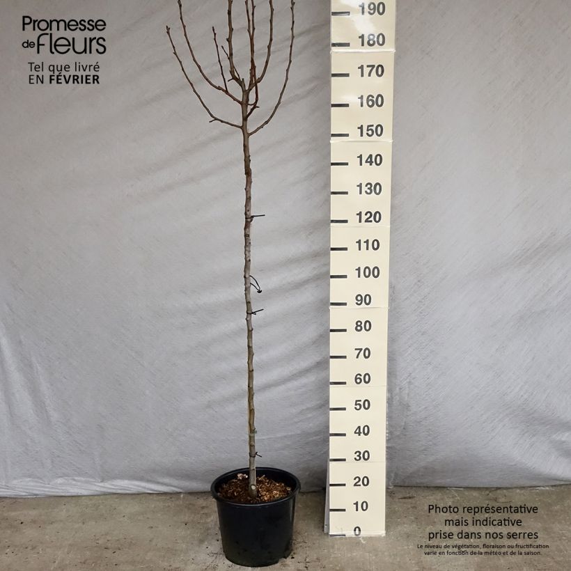 Spécimen de Poirier William's Bon Chrétien Pot de 7,5L/10L, Demi-TigeHauteur livrée env. 150/175cm tel que livré en hiver