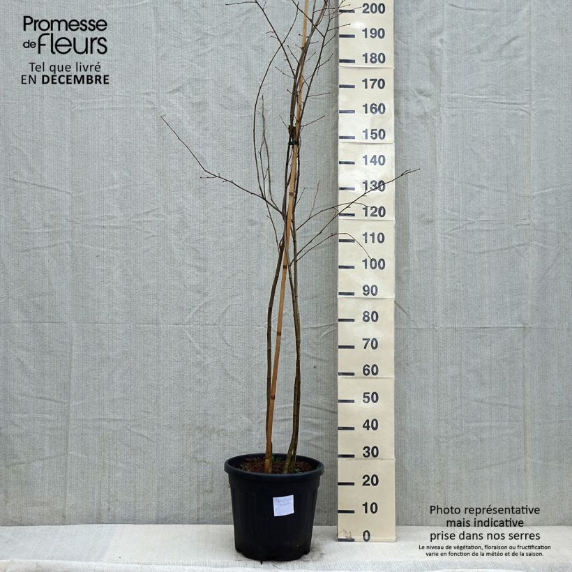 Spécimen de Poliothyrsis sinensis - Arbre aux fleurs de perles - Pot de 20L tel que livré en hiver