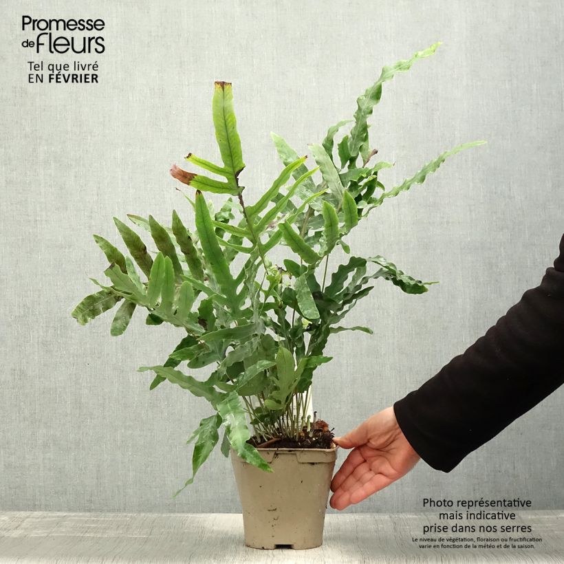 Spécimen de Polypodium ou Phlebodium pseudoaureum - Fougère bleue de Virginie Pot de 2L/3L tel que livré en hiver