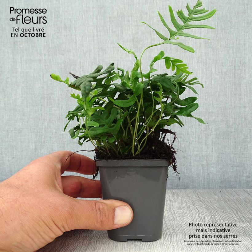 Spécimen de Polypodium vulgare - Fougère persistante Godet de 9cm tel que livré en automne