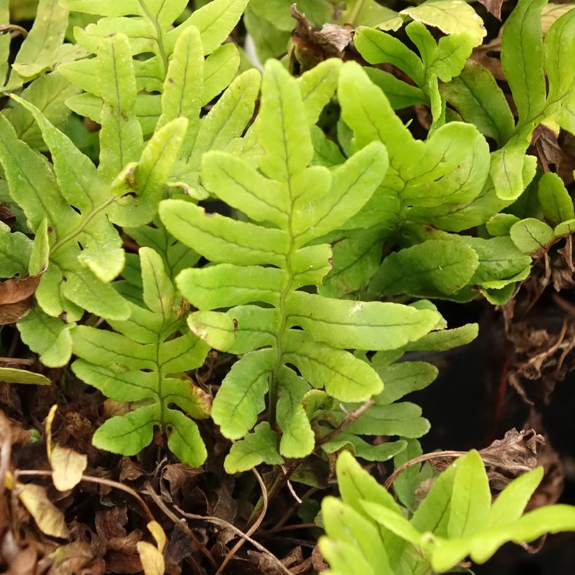 Polypodium Whitley Giant - Fougère, Polypode (Feuillage)