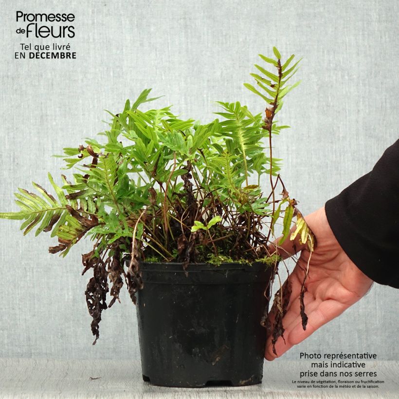 Spécimen de Polypodium Whitley Giant - Fougère, Polypode - Pot de 2L/3L tel que livré en hiver