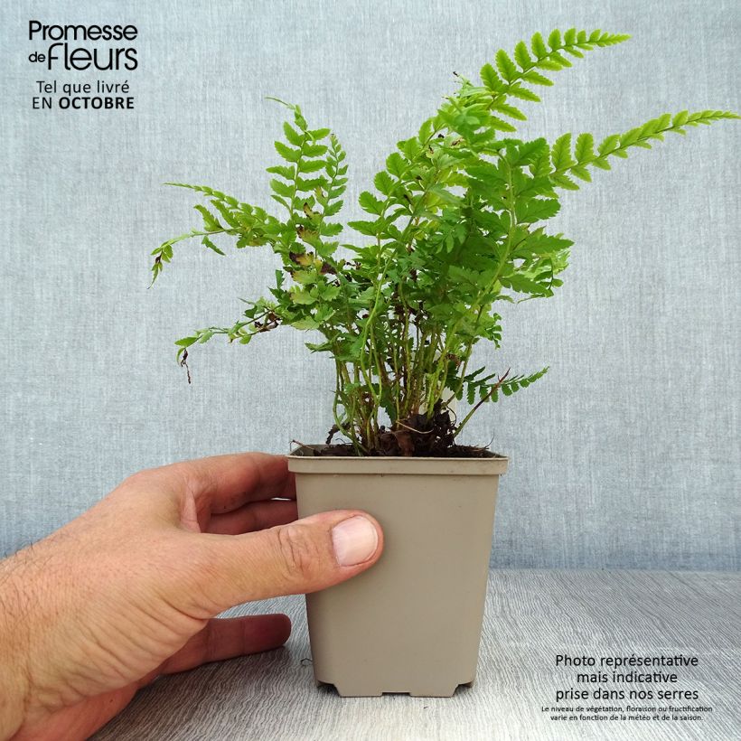 Spécimen de Polystichum aculeatum - Fougère Godet de 9cm tel que livré en automne