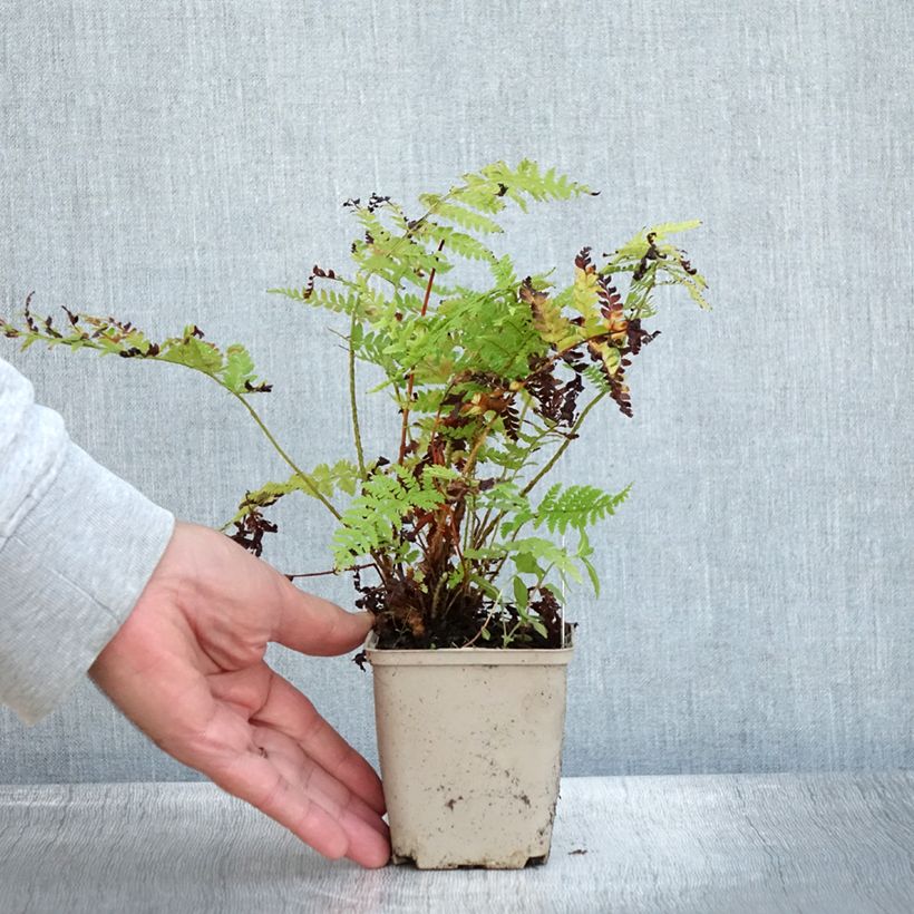 Spécimen de Polystichum braunii - Fougère Godet de 9cm tel que livré en automne