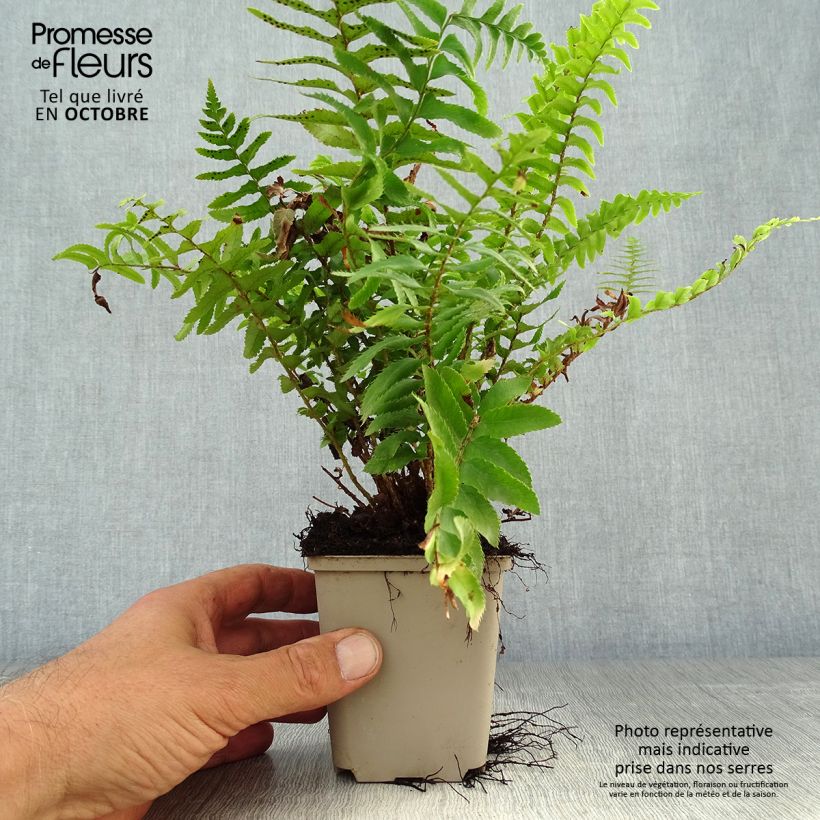 Spécimen de Polystichum munitum - Fougère Godet de 9cm tel que livré en automne