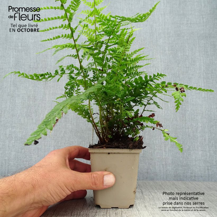 Spécimen de Polystichum setiferum Dahlem - Fougère Godet de 9cm tel que livré en automne