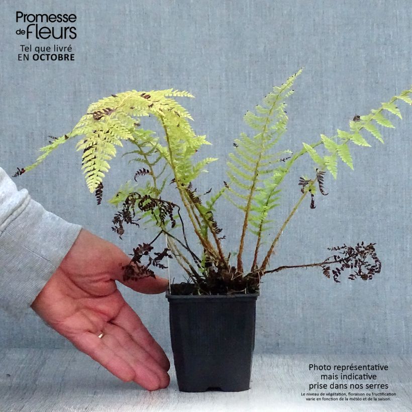 Spécimen de Polystichum setiferum - Fougère Godet de 9cm tel que livré en automne