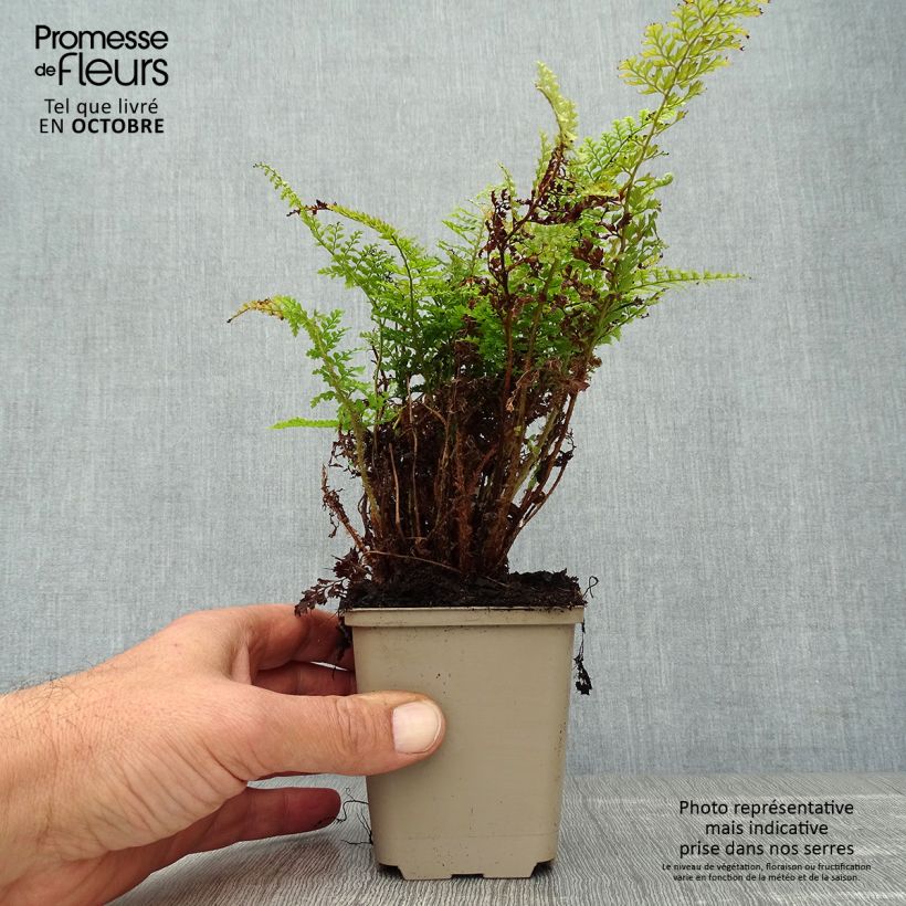 Spécimen de Polystichum setiferum Plumosum Densum - Fougère Godet de 9cm tel que livré en automne