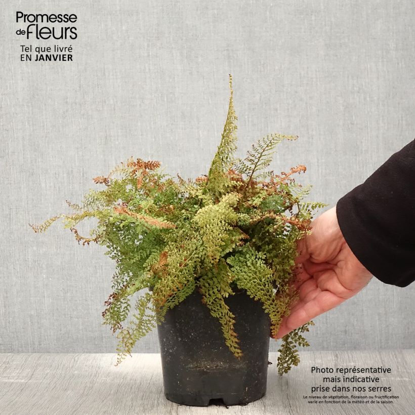 Spécimen de Polystichum setiferum Plumosum Densum - Fougère Pot de 2L tel que livré en hiver