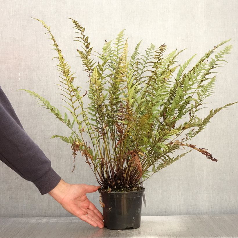 Spécimen de Polystichum tsus-simense - Aspidie, fougère Pot de 2L tel que livré en automne