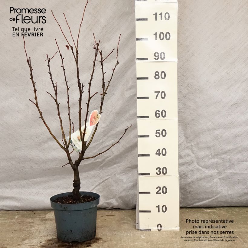 Spécimen de Pommier d'ornement - Malus Golden Hornet en pot de 5L  tel que livré en hiver