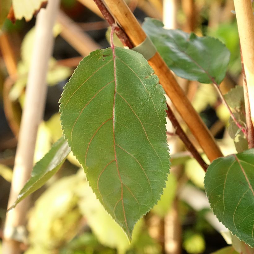 Pommier d'ornement - Malus Hopa (Feuillage)