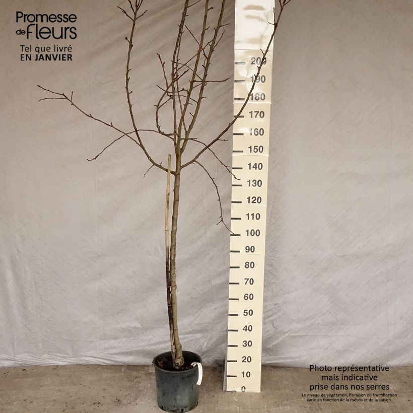 Spécimen de Pommier - Malus domestica Idared Demi-tige en pot de 12l/15l tel que livré en hiver