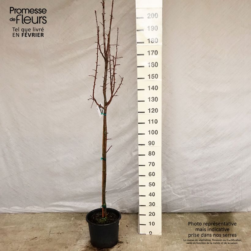 Spécimen de Pommier trilobé - Malus trilobata Pot de 12L/15L tel que livré en hiver