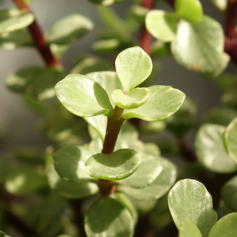 Portulacaria afra Variegata (Feuillage)