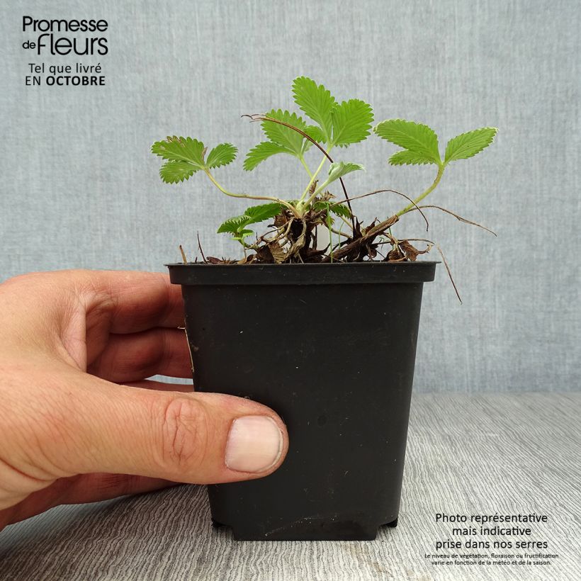 Spécimen de Potentilla Arc en Ciel - Potentille vivace Godet de 9cm tel que livré en automne