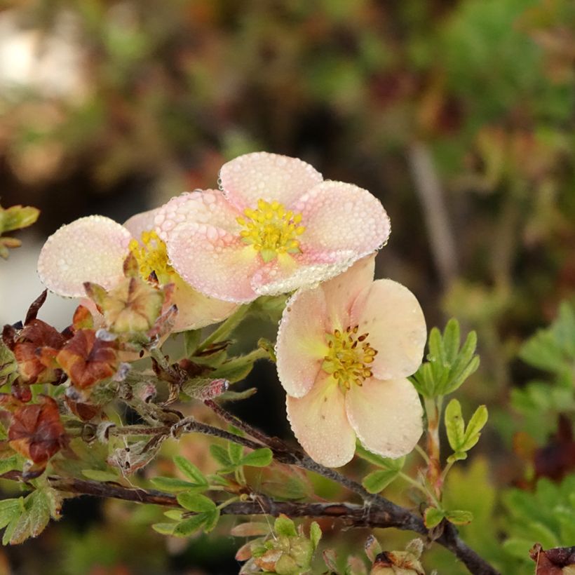 Potentilla fructicosa Glamour Girl - Potentille arbustive (Floraison)