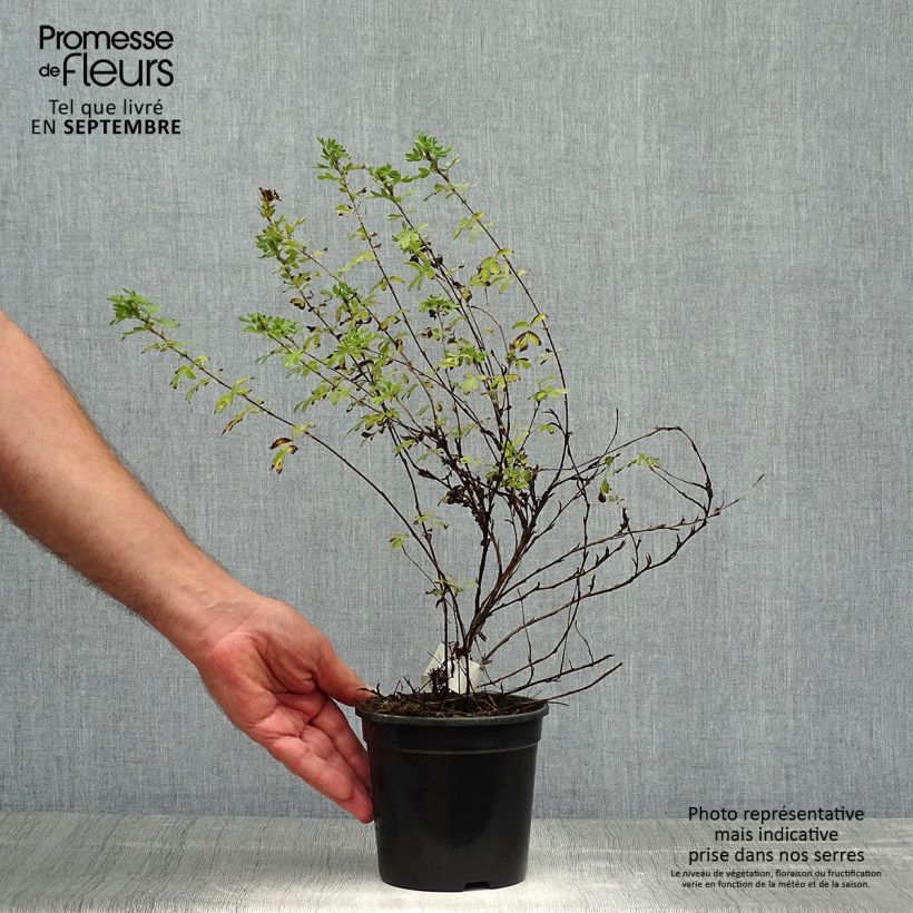 Spécimen de Potentilla fruticosa Abbotswood en pot 1,3L tel que livré en automne