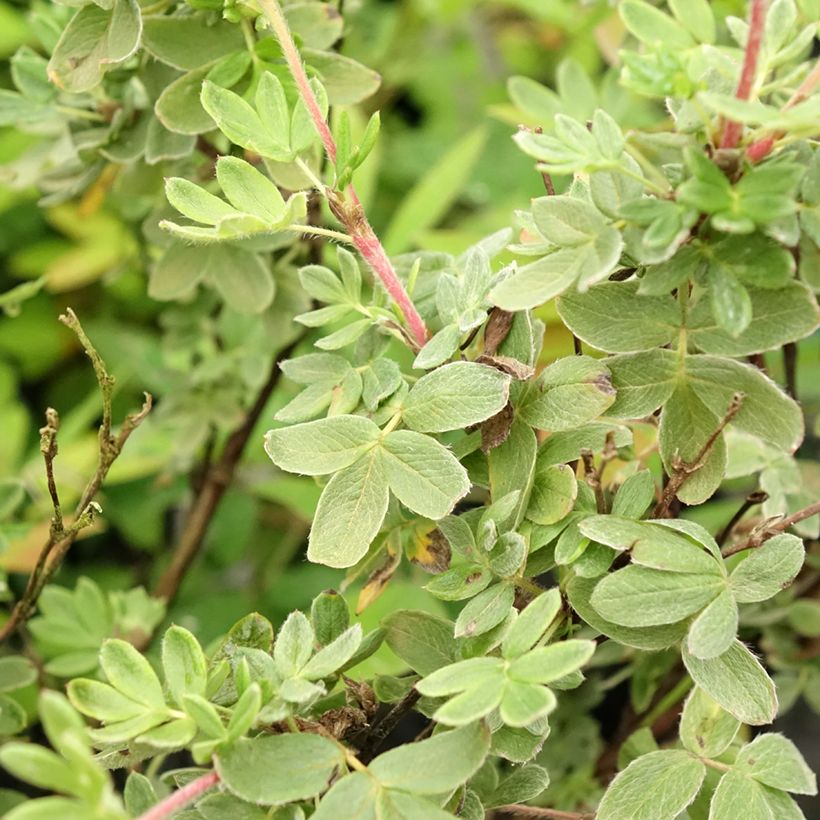 Potentilla fruticosa Creme brulée- Potentille arbustive (Feuillage)