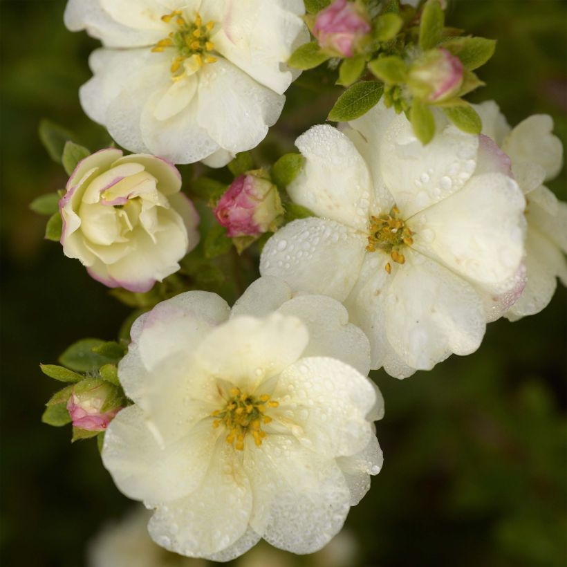 Potentille arbustive - Potentilla fruticosa Double Punch Cream (Floraison)