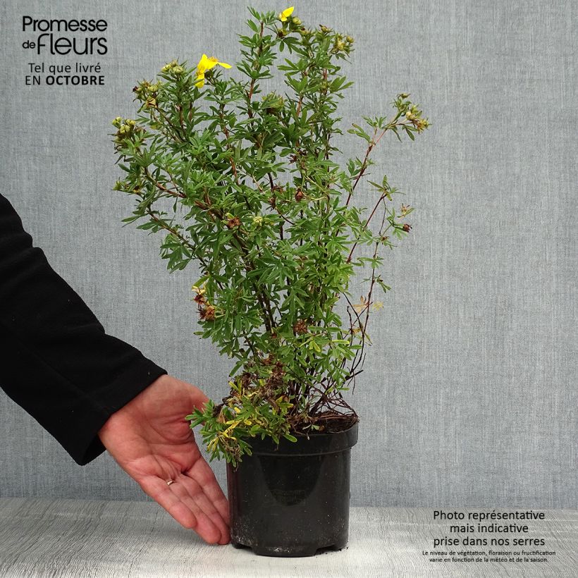 Spécimen de Potentilla fruticosa Goldfinger - Potentille arbustive en pot de 1L/1,5L tel que livré en automne