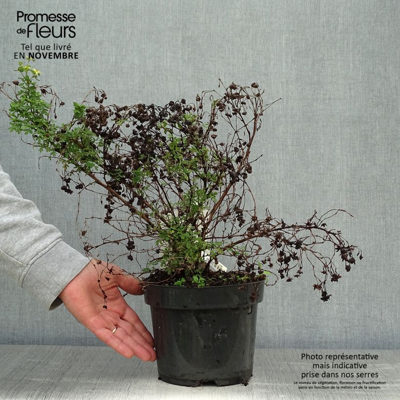 Spécimen de Potentilla fruticosa Limelight- Potentille arbustive tel que livré en automne