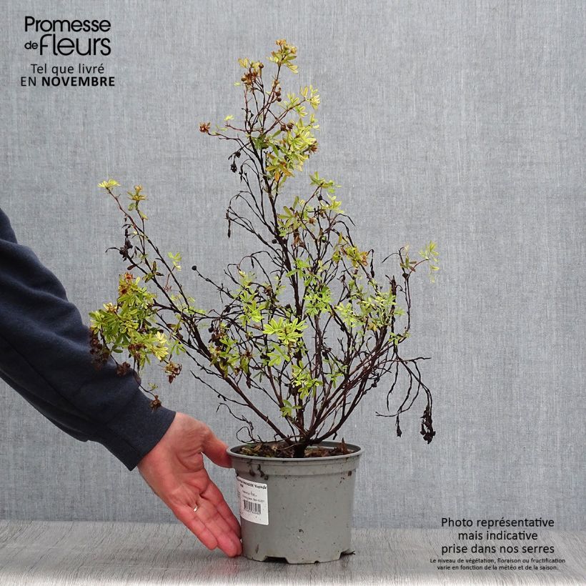 Spécimen de Potentilla fruticosa Pink Paradise en pot de 2L/3L. tel que livré en automne