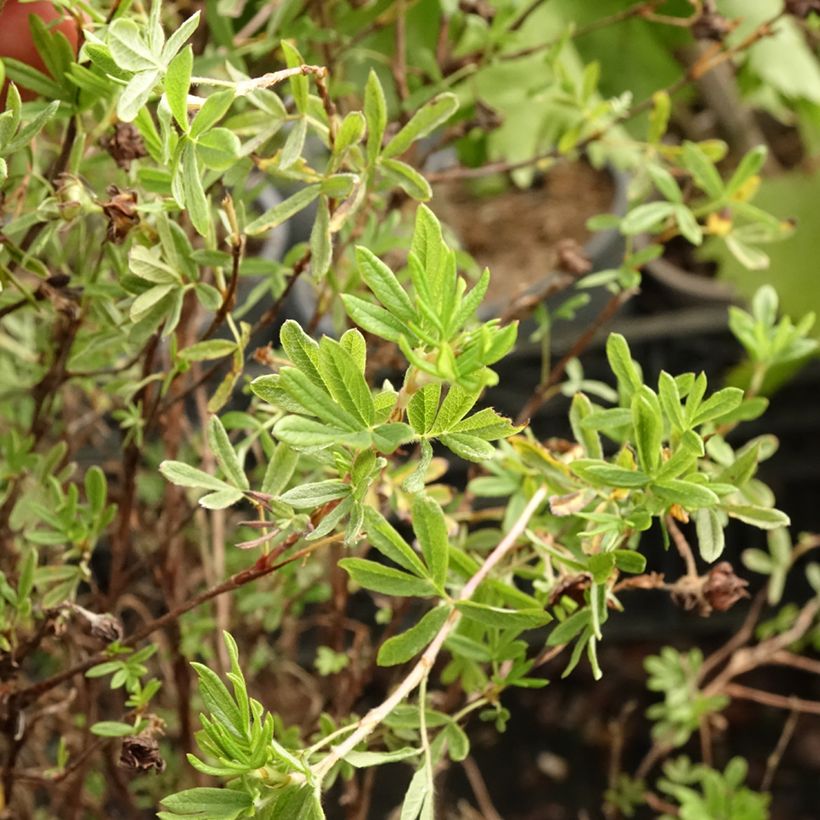 Potentilla fruticosa Princess Pink Queen - Potentille arbustive (Feuillage)