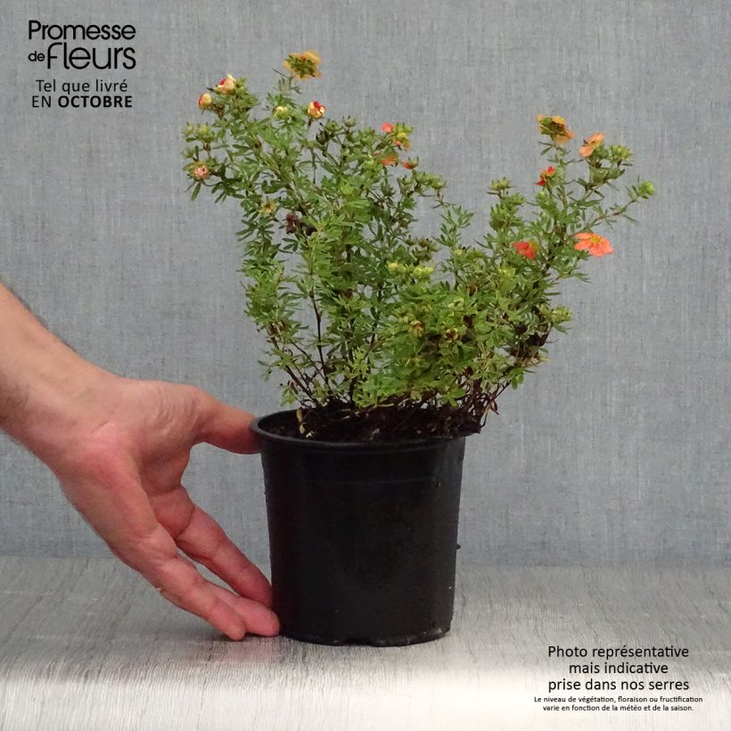 Spécimen de Potentilla fruticosa Red Ace en pot de 1.3L- Potentille arbustive tel que livré en automne