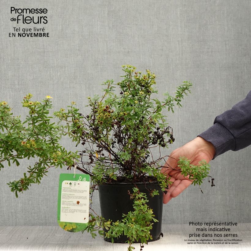 Spécimen de Potentilla fruticosa Tangerine - Potentille arbustive  tel que livré en automne