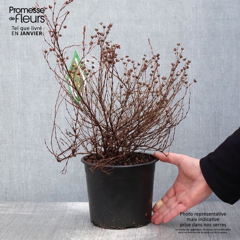 Spécimen de Potentilla fruticosa Tangerine - Potentille arbustive en pot de 2/3L tel que livré en hiver