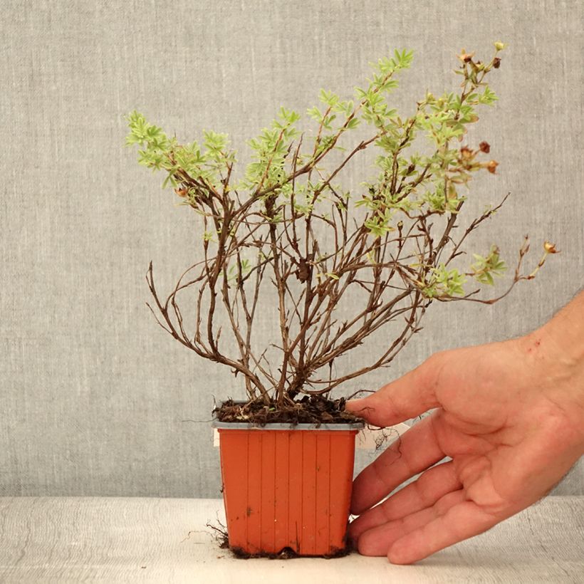 Spécimen de Potentilla fruticosa Tangerine - Potentille arbustive  - Godet de 8/9 cm tel que livré en été