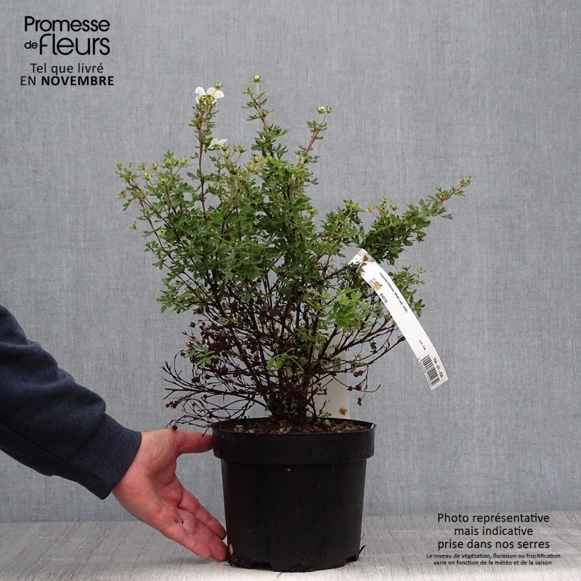 Spécimen de Potentilla fruticosa White Lady - Potentille arbustive Pot de 3L/4L tel que livré en automne