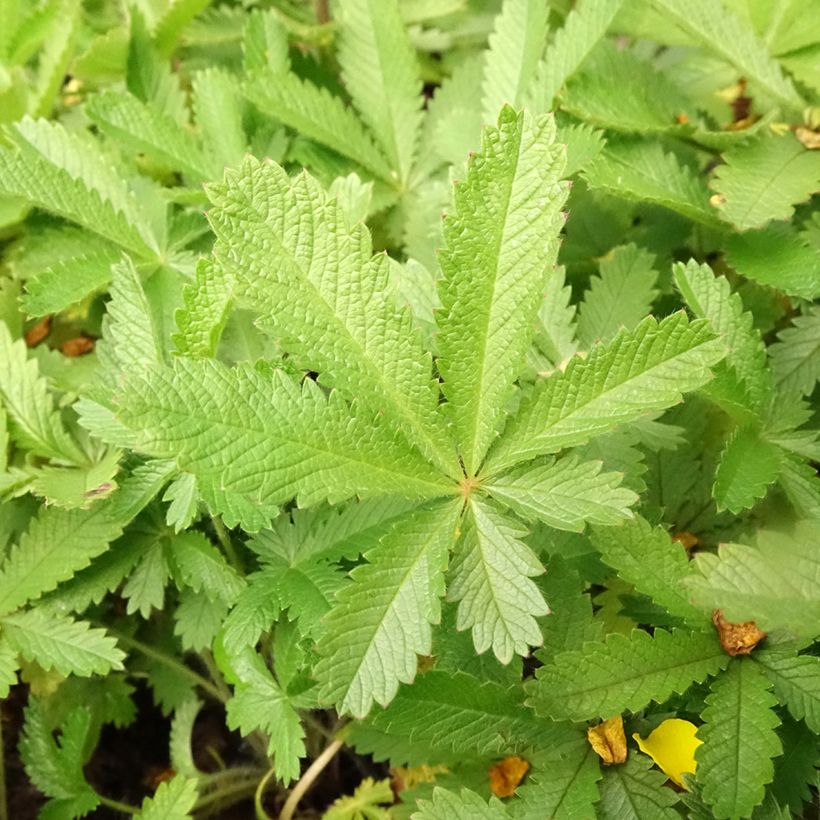 Potentilla recta sulphurea - Potentille dressée (Feuillage)