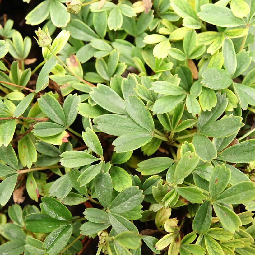 Potentilla tridentata Nuuk - Potentille vivace (Feuillage)